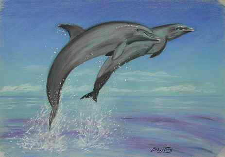 So Long And Thanks For All The Fish by Barry Toms