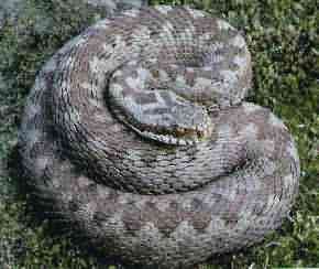 Adder