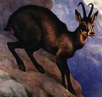 Chamois