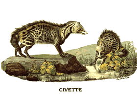 Civet