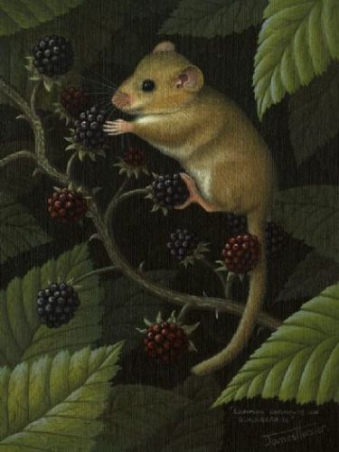 Dormouse