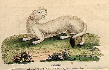 Ermine