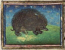 Hedgehog