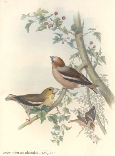 Redbird - Coccothraustes coccothraustes - Дубонос обыкновенный