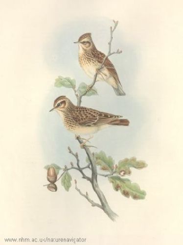 Woodlark - Lullula arborea - Жаворонок лесной