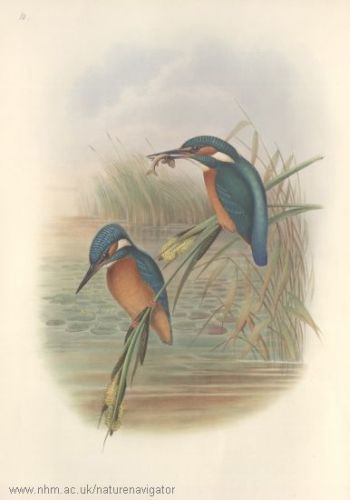 King's Fisher - Alcedo atthis - зимородок обыкновенный