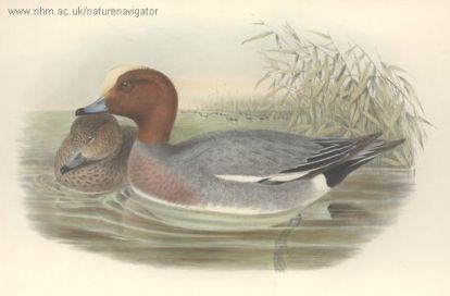 Anas penelope - Eurasian Widgeon, свиязь
