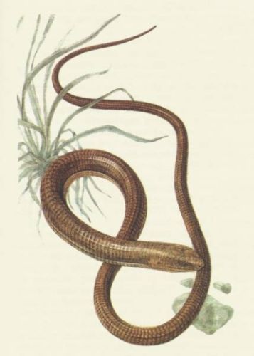 Slow-worm - Anguis fragilis - Веретеница ломкая, медянка
