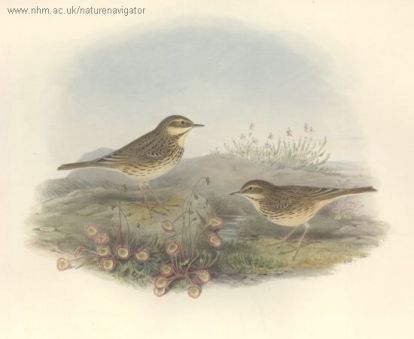 Tit-Lark - Anthus pratensis - Meadow Pipit - Конек луговой