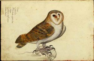 Eleos - Aquila aleni