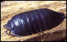 Cheeslip - Armadillidium depressum, мокрица
