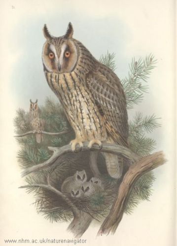 Horn-Owl - Asio otus - Long-eared Owl, сова ушастая 