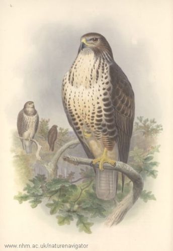 Buteo buteo - Common Buzzard, канюк обыкновенный