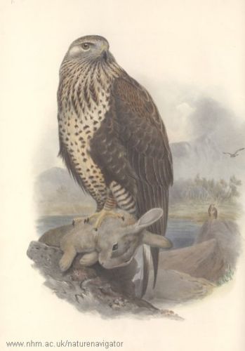 Buteo lagopus - Rough-legged Buzzard, канюк мохноногий