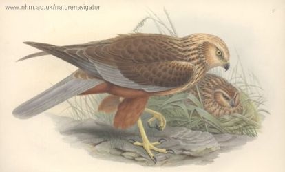 Puttock - Circus æruginosus - Eurasian Marsh Harrier, лунь болотный