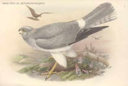 Circus cyaneus - Лунь полевой