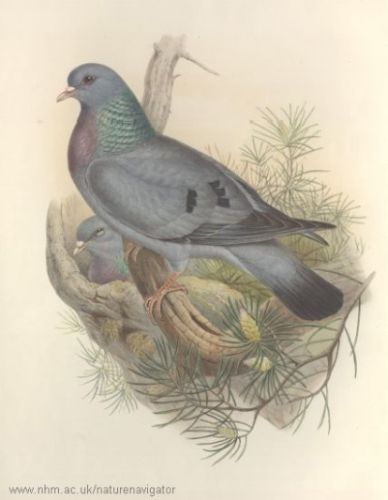 Columba œnas - Stock Pigeon - голубь-клинтух