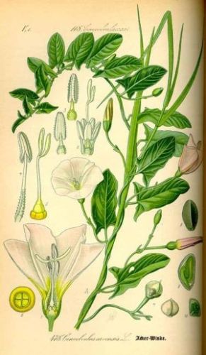 Convolvulus arvensis - Вьюнок полевой