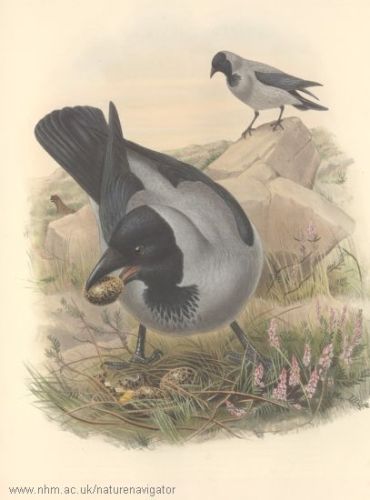 Royston (Hooded) Crow - Corvus cornix - ворона серая