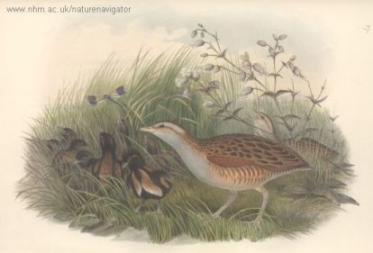 Landrail - Crex crex - Corn Crake - коростель, дергач