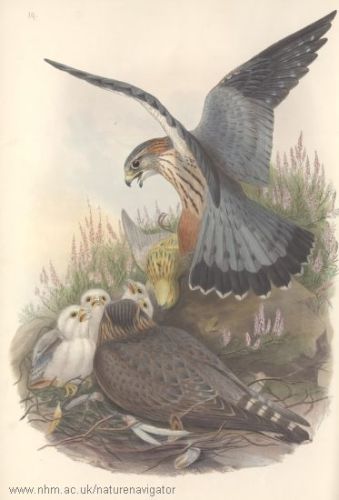 Merlin - Falco columbarius - дербник