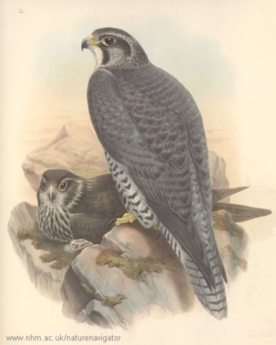 Gyr Falcon - Falco rusticolus - кречет