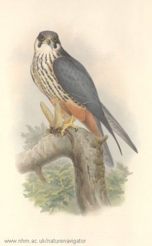 Falco subbuteo - Eurasian Hobby, чеглок
