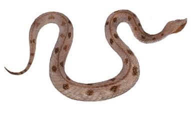 Hypnale nepa - Millard's humpnose viper, щитомордник горбоносый