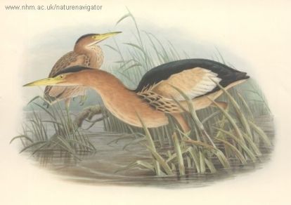 Criel - Ixobrychus minutus - Little Bittern - Выпь малая, волчок