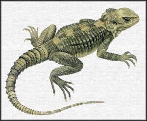 Ascalabotes - Laudakia stellio, агама-клоун