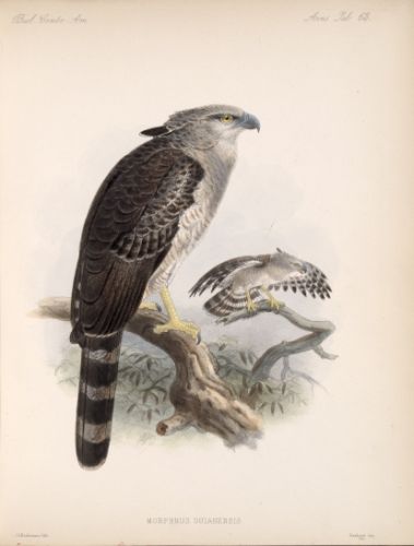 Morphnus guianensis - Crested eagle - гайанский хохлатый орел