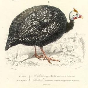Guinea Hen - Numida meleagris - Цесарка обыкновенная