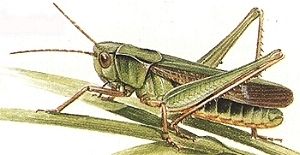 Sauterelle - Omocestus viridulus - Common Green Grasshopper - кузнечик зеленый
