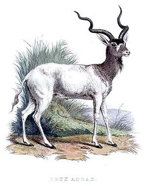 Oryx addax - cернобык (орикс, аддакс)
