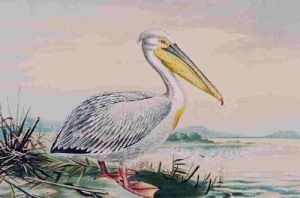 Pelecanus onocrotalus - Пеликан розовый
