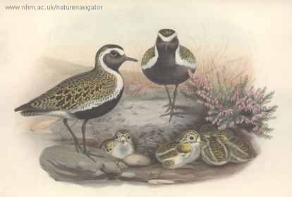 Plover - Pluvialis apricaria - Ржанка золотистая