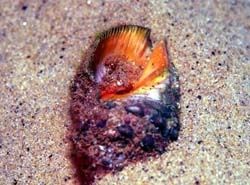 Purple worm - Purpura hæmastoma