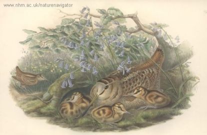 Scolopax rusticola - Eurasian Woodcock - Бекас лесной, вальдшнеп