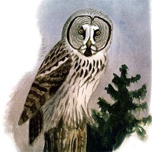 Great (gray) Owl - Strix nebulosa - неясыть бородатая