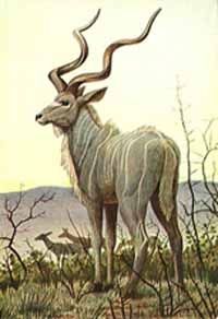 Tragelaphus strepsiceros - Большой куду