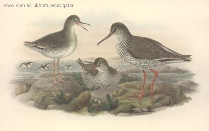 Tringa totanus - common redshank - Травник, красноножка