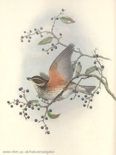 Redwing - Turdus iliacus - Дрозд-белобровик