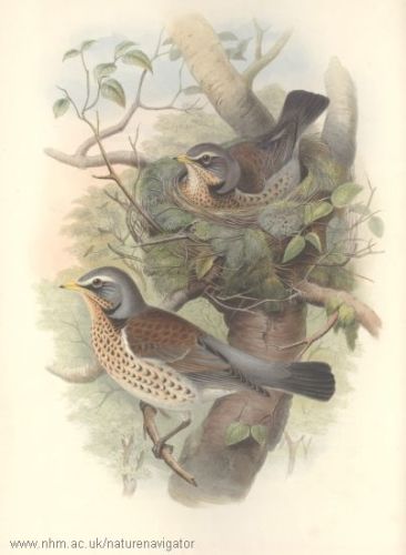 Fieldfare - Turdus pilaris - дрозд-рябинник
