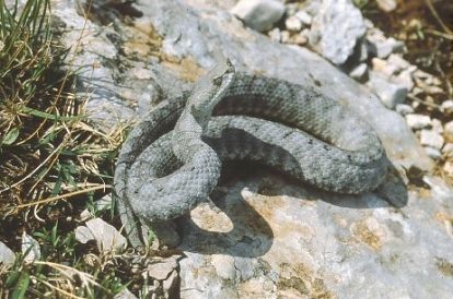 Vipera ammodytes - гадюка носатая