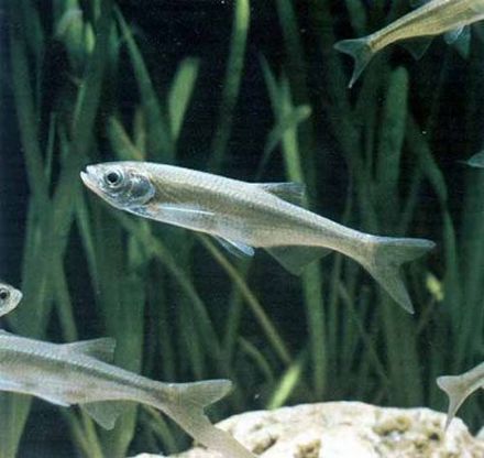 Bleak - Alburnus alburnus, уклейка