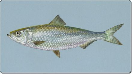 Alausa - Alosa chrysochloris - зеленоспинка