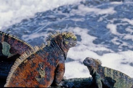 Sea-Lizard - Amblyrhynchus cristatus - игуана морская