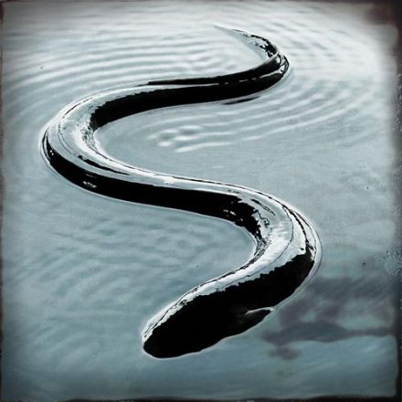 Eel - Anguilla anguilla, угорь речной