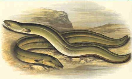 Grigg - Anguilla latirostris - угорь широконосый