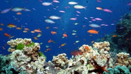 Anthias anthias - антиас средиземноморский